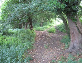 Woodland path, Rushymeade