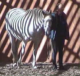 Claude as a zebra at one of Jayne Lavender's ANH clinics