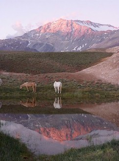 Horses drink at lake in High Andes