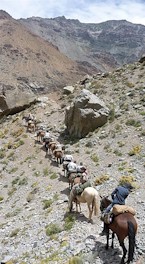 Horses and mules climb a ridge in the High Andes, Chile
