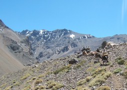 High Andes horses traverse screeslope