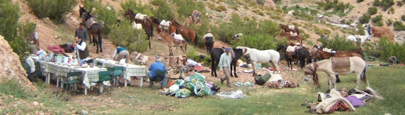 Horses and camping party in the High Andes