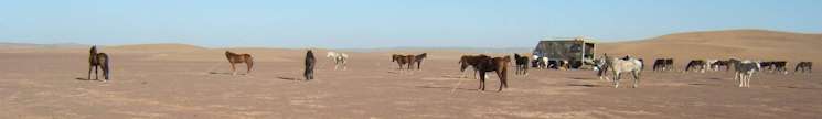 Horses in the desert at the end of the Tarbahlt Desert Trail