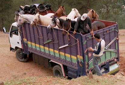 Bereber/Arab stallions being loaded on to horse transport