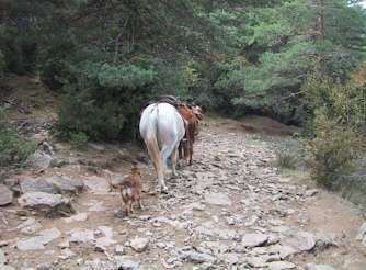 Horses walking on steep parts of the Aragon Trail, Spain